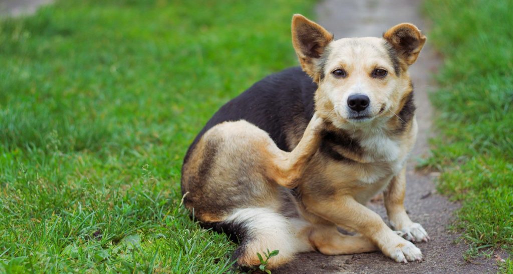 What Can I Give my Dog for Allergies?