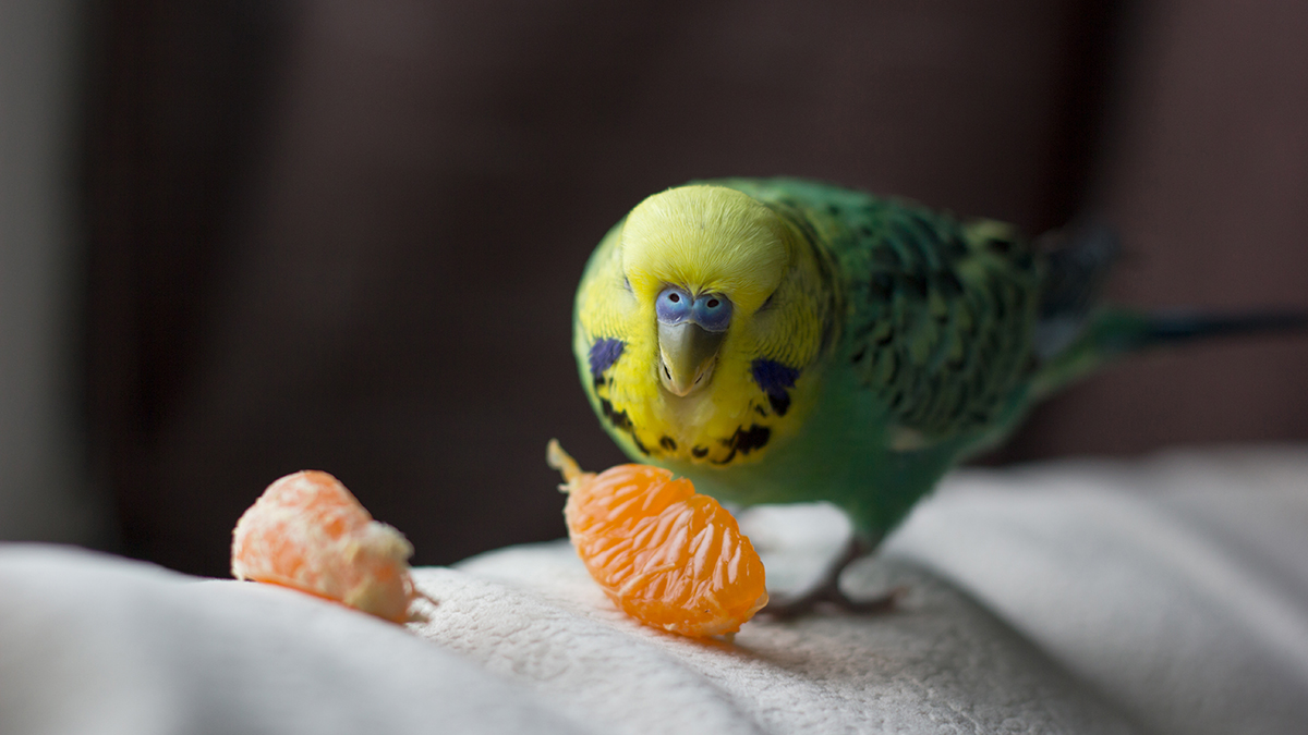 Citrus Fruits, Acids & Your Bird - Pet Central by Chewy