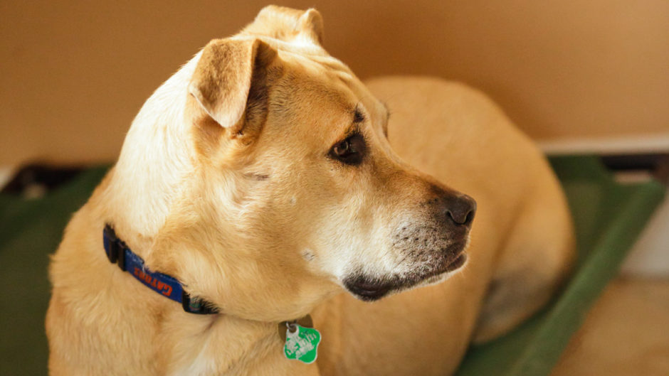 Can a Dog Get a Cold? Dog Flu + Dog Cold Symptoms