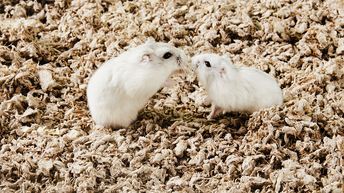 Can Hamsters Share A Cage 2025