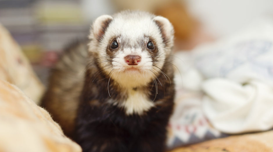 A Guide to Ear Mites in Cats