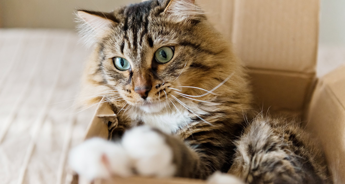 Cat in Cardboard Box
