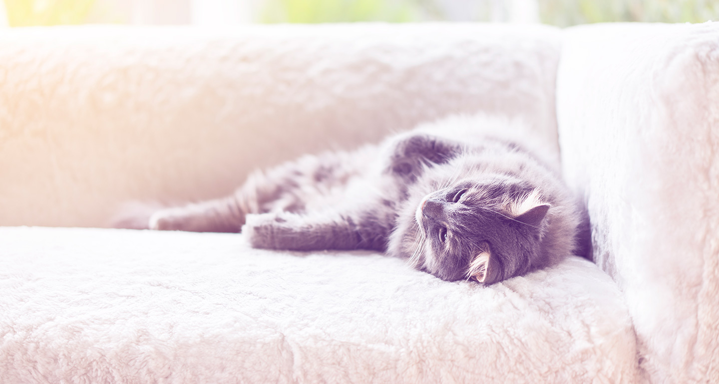 Cat Sleeping on Couch