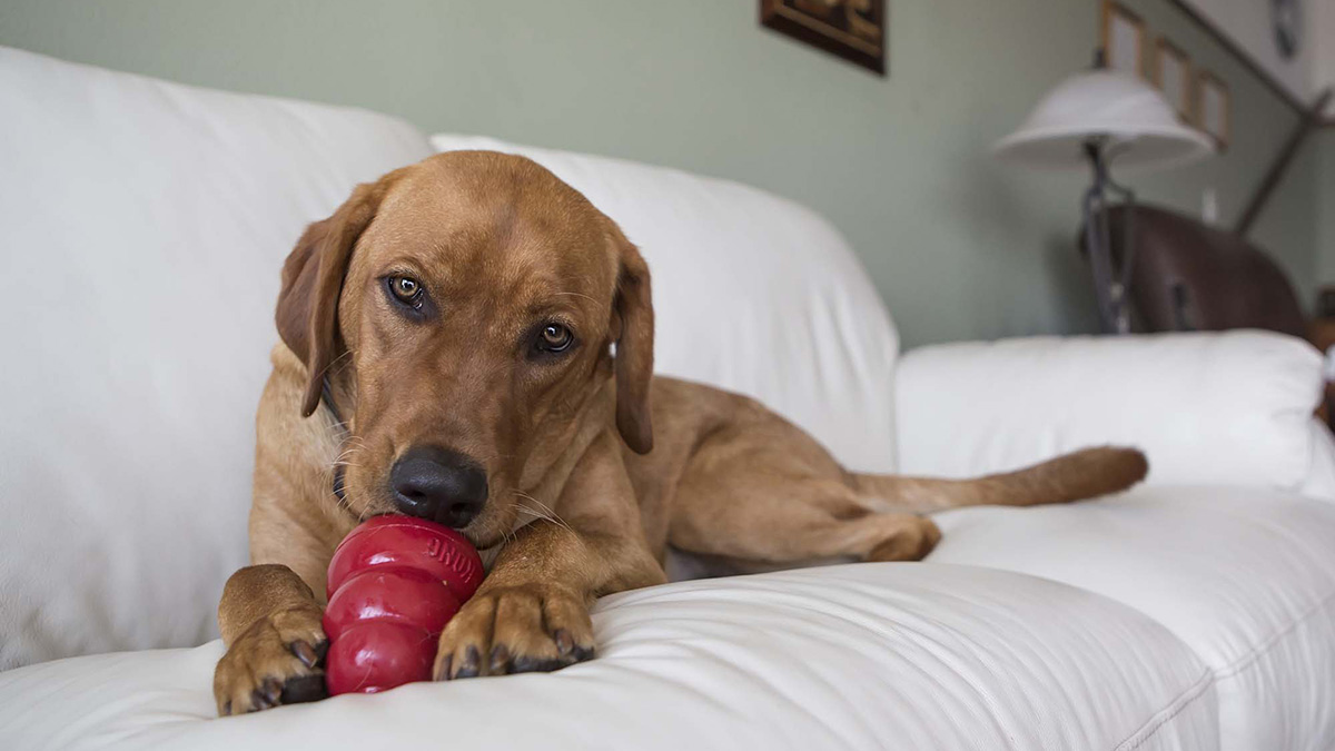 dog distraction toys