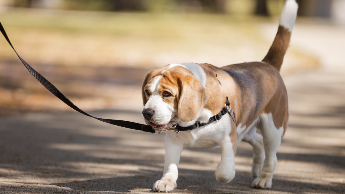 How to Leash Train a Dog Key Tips to Puppy Leash Training