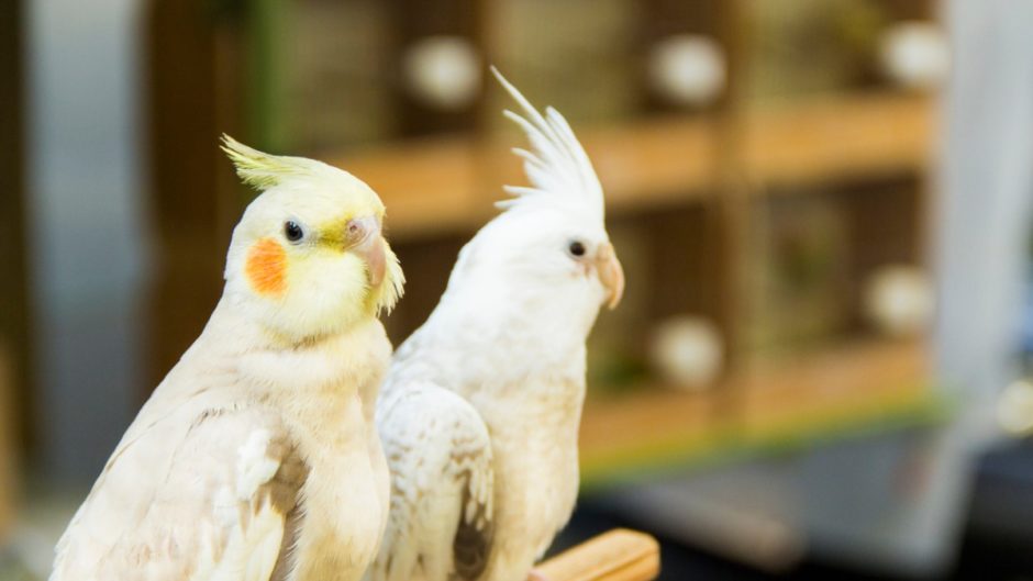 pet stores with cockatiel near me