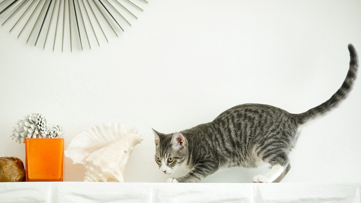 How To Convert Your Outdoor Cat to an Indoor Cat