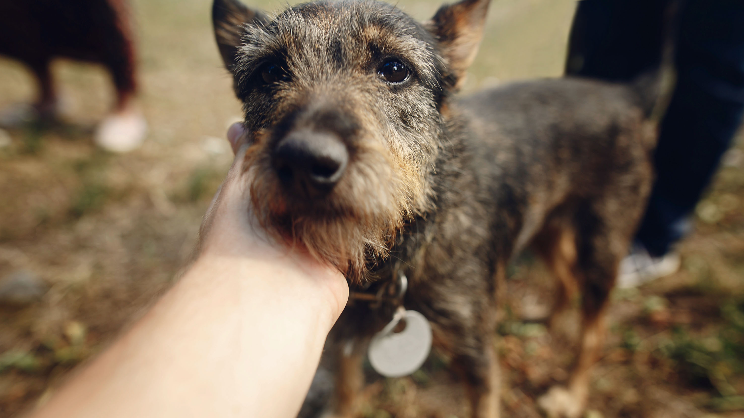 what to do if you find a dog