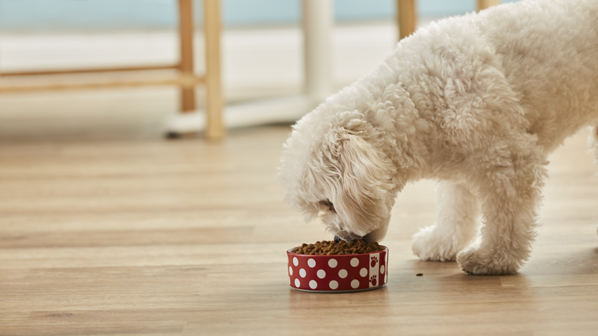 Why You Should Feed Your Dog an Alkaline Diet