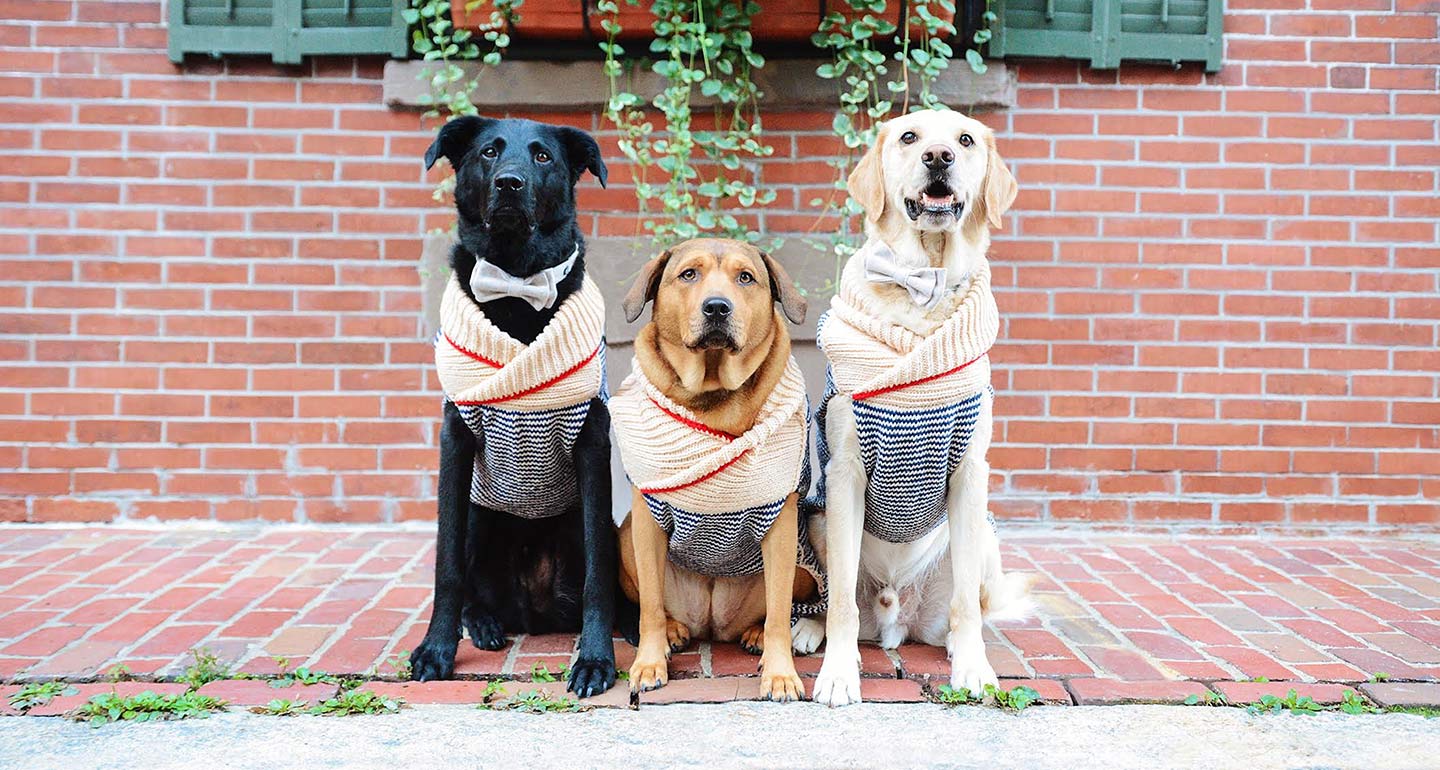The Best Dog Winter Clothes, According to Famous Instagram Dogs
