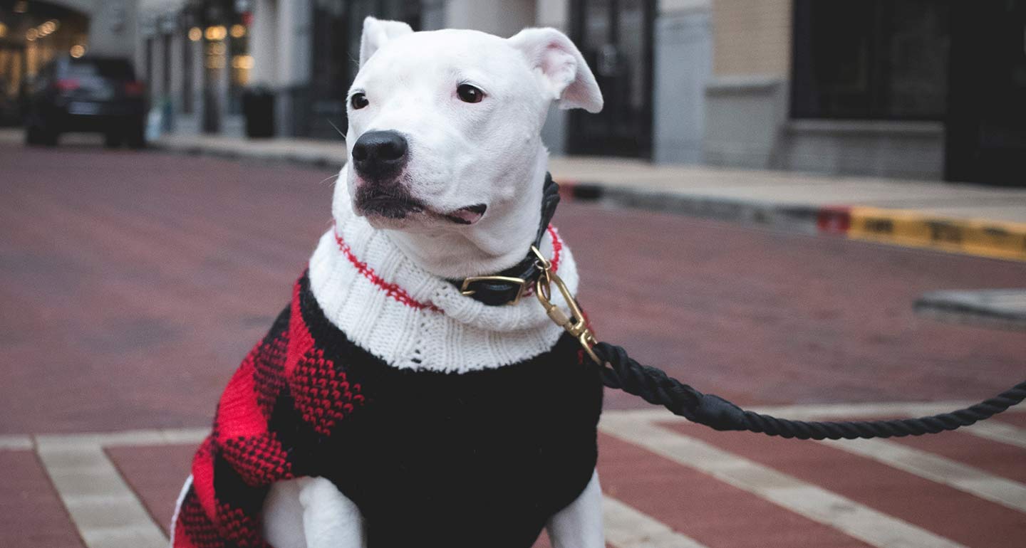 The Best Dog Winter Clothes, According to Famous Instagram Dogs