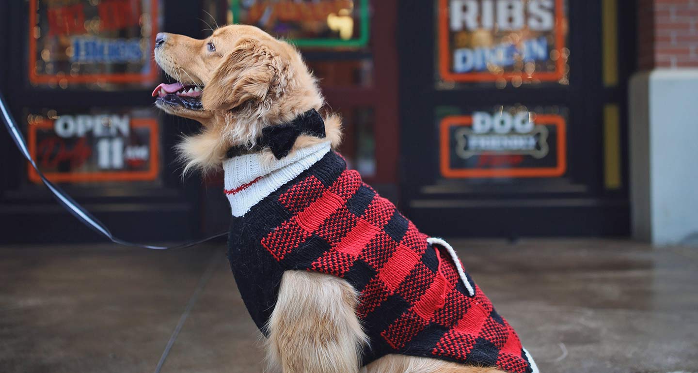 The Best Dog Winter Clothes, According to Famous Instagram Dogs