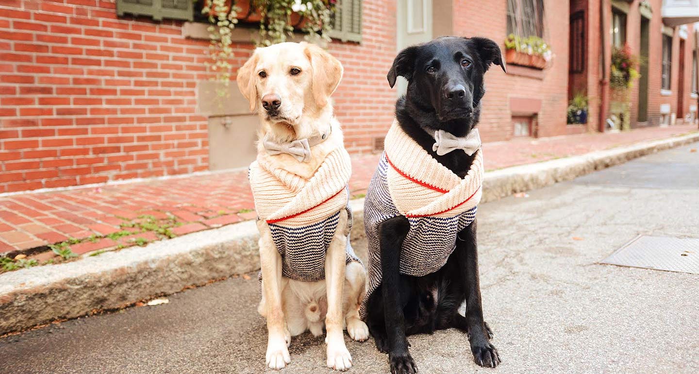 The Best Dog Winter Clothes, According to Famous Instagram Dogs
