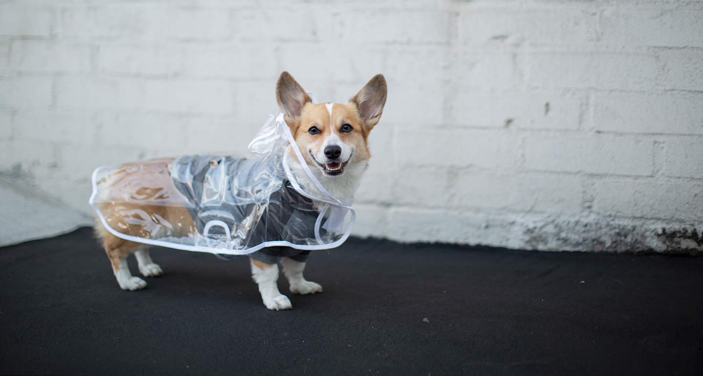 The Best Dog Winter Clothes, According to Famous Instagram Dogs