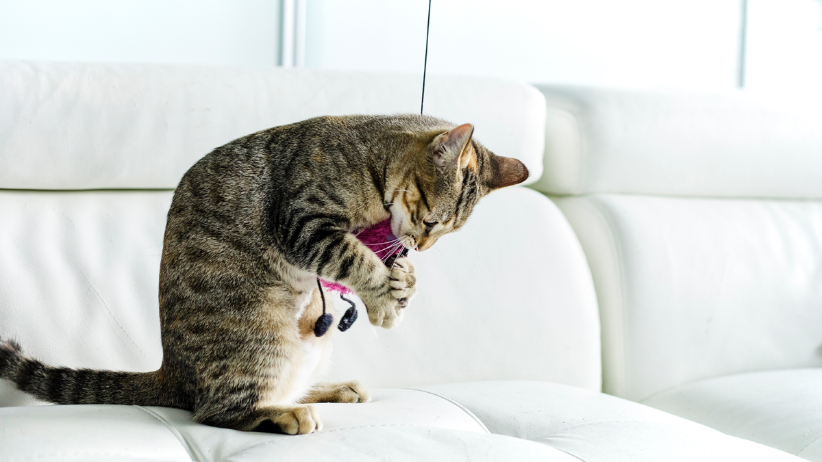 best books for cat lovers