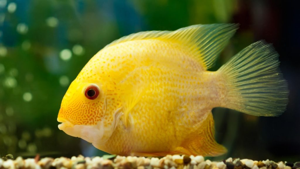 The Gold Severum