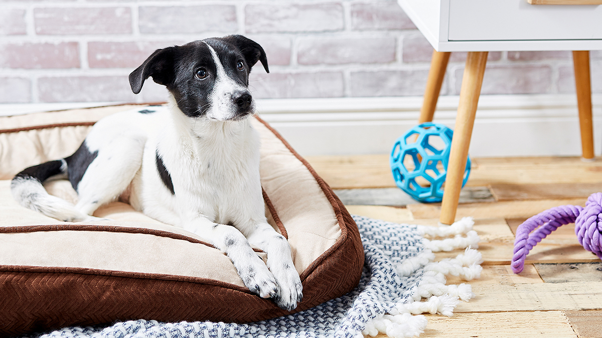 Why do dogs dig before lying down
