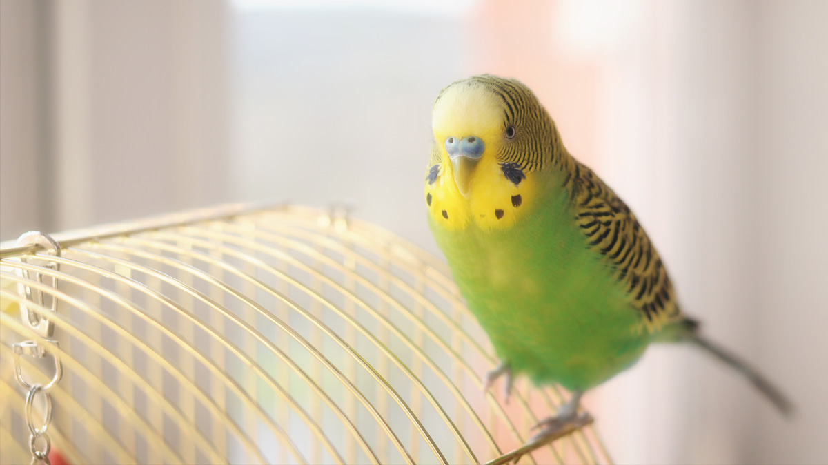 red dingo puppy collar