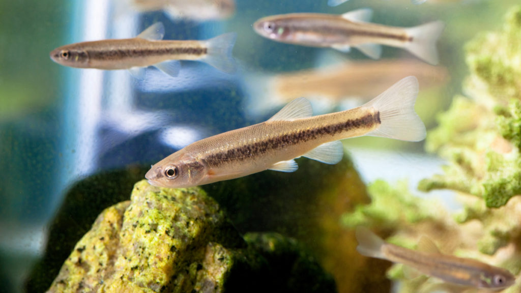 Breeding Minnows