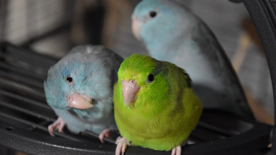 best toys for parrotlets