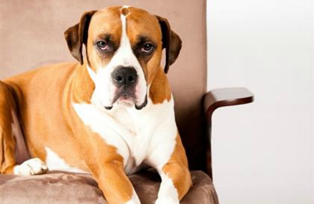 large head dog breeds