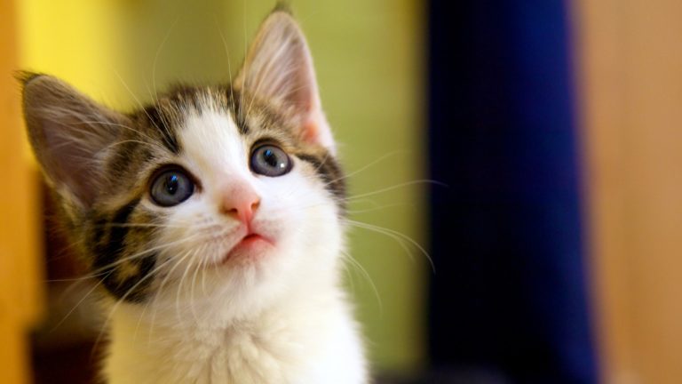 Kitten Spay Surgery From Start to Finish