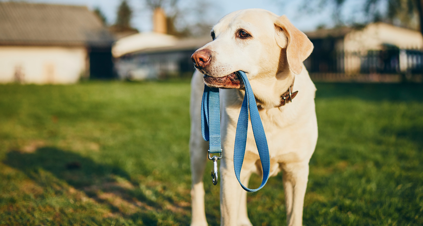 Eco-Friendly Pet Tips