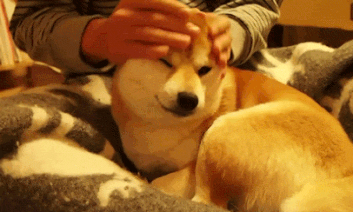 Dog Mom