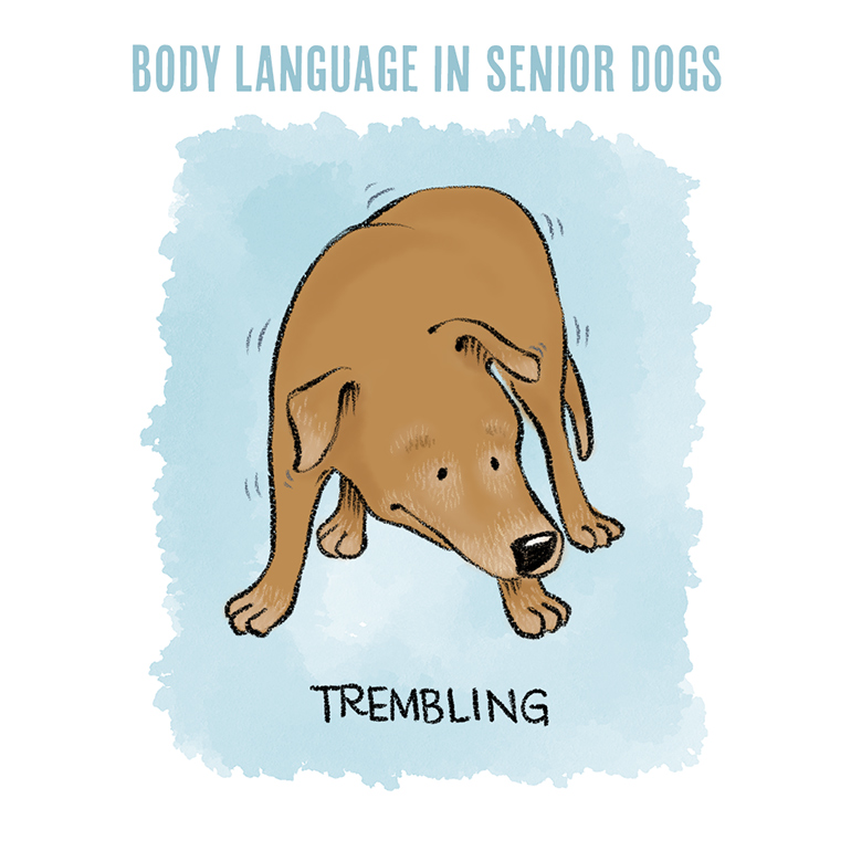 Understanding Dog Body Language