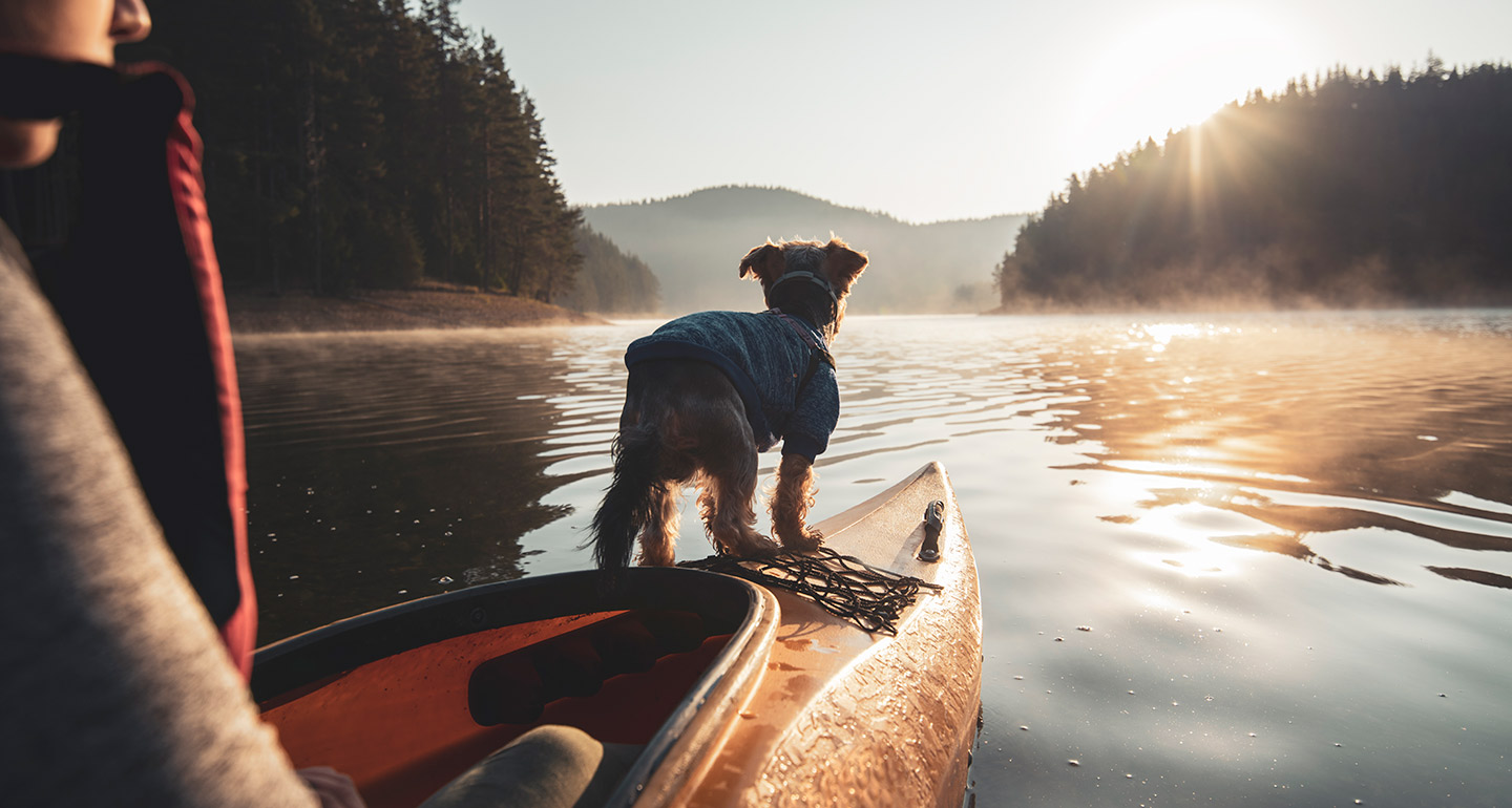 active dog