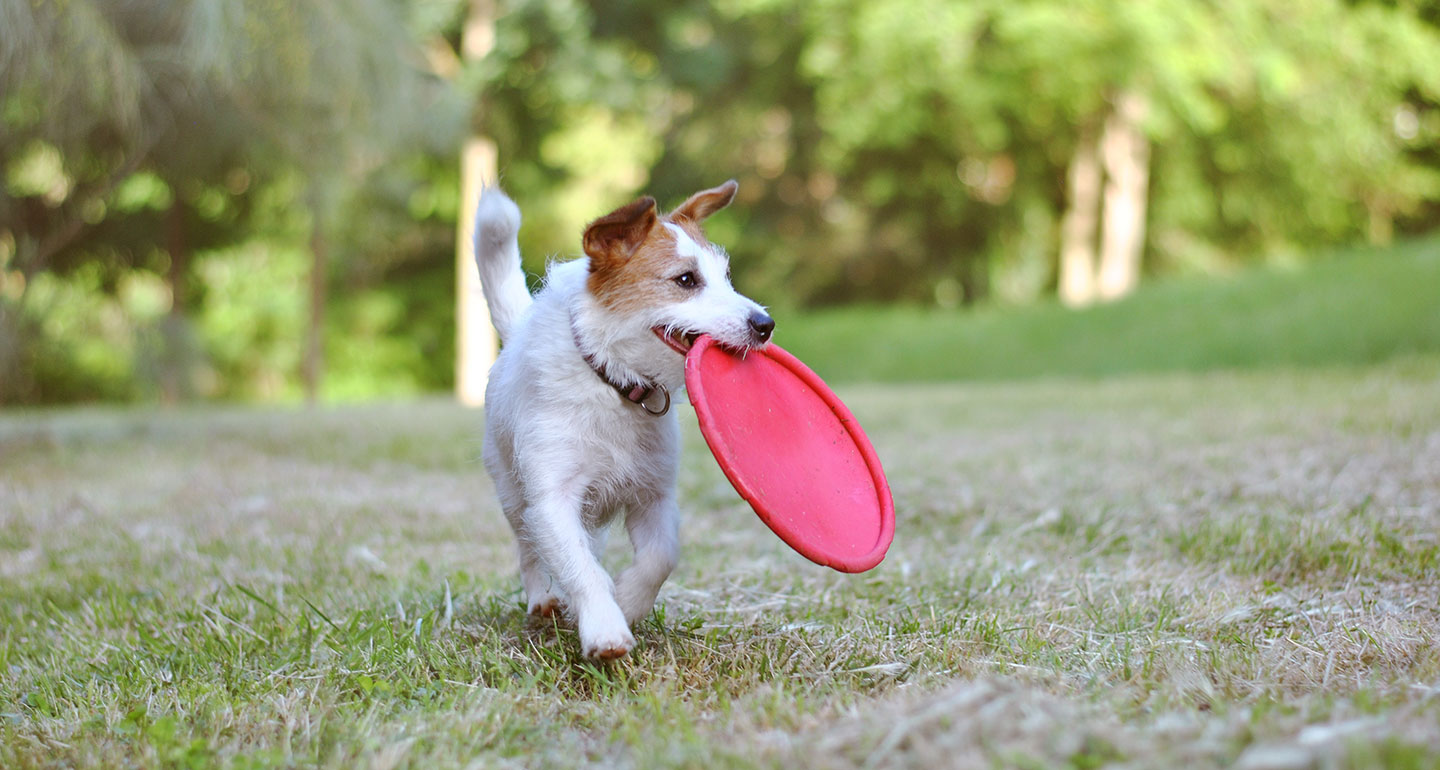 active dog