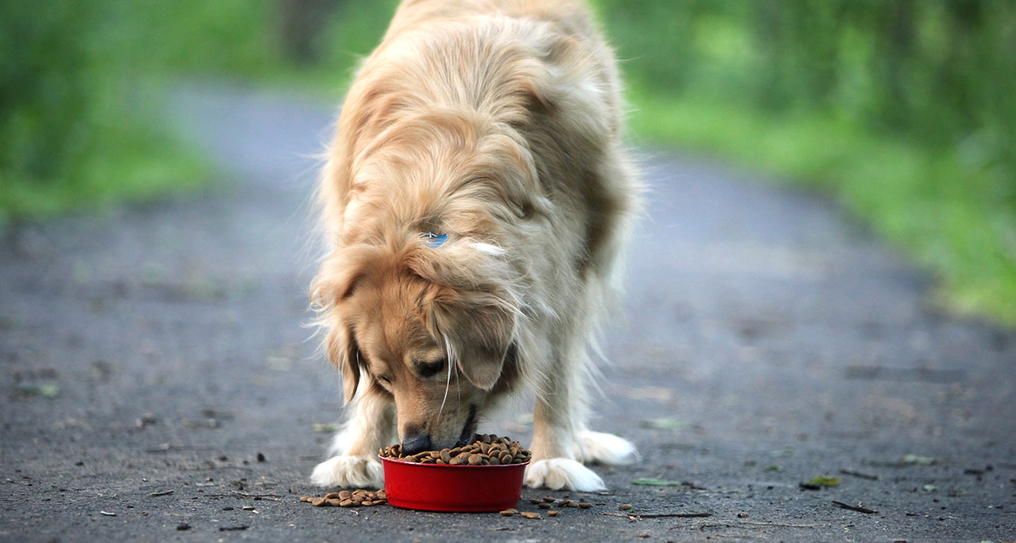 active dog