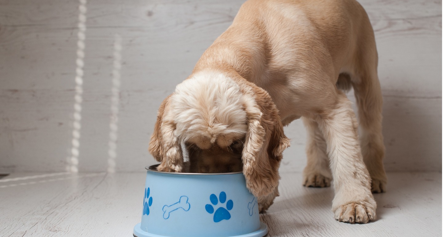 enticing dog with kidney disease to eat