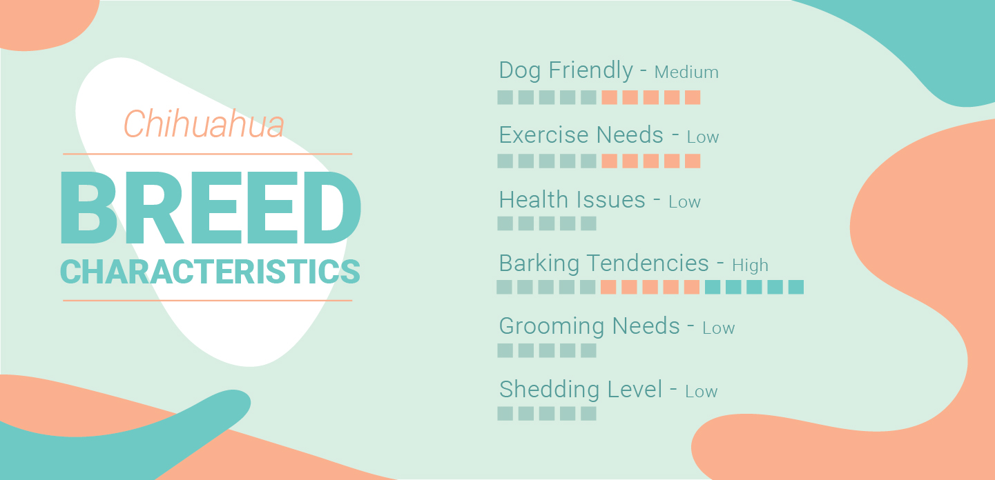Chihuahua Characteristics