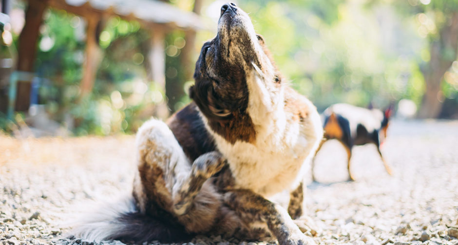 chewy flea treatment for dogs