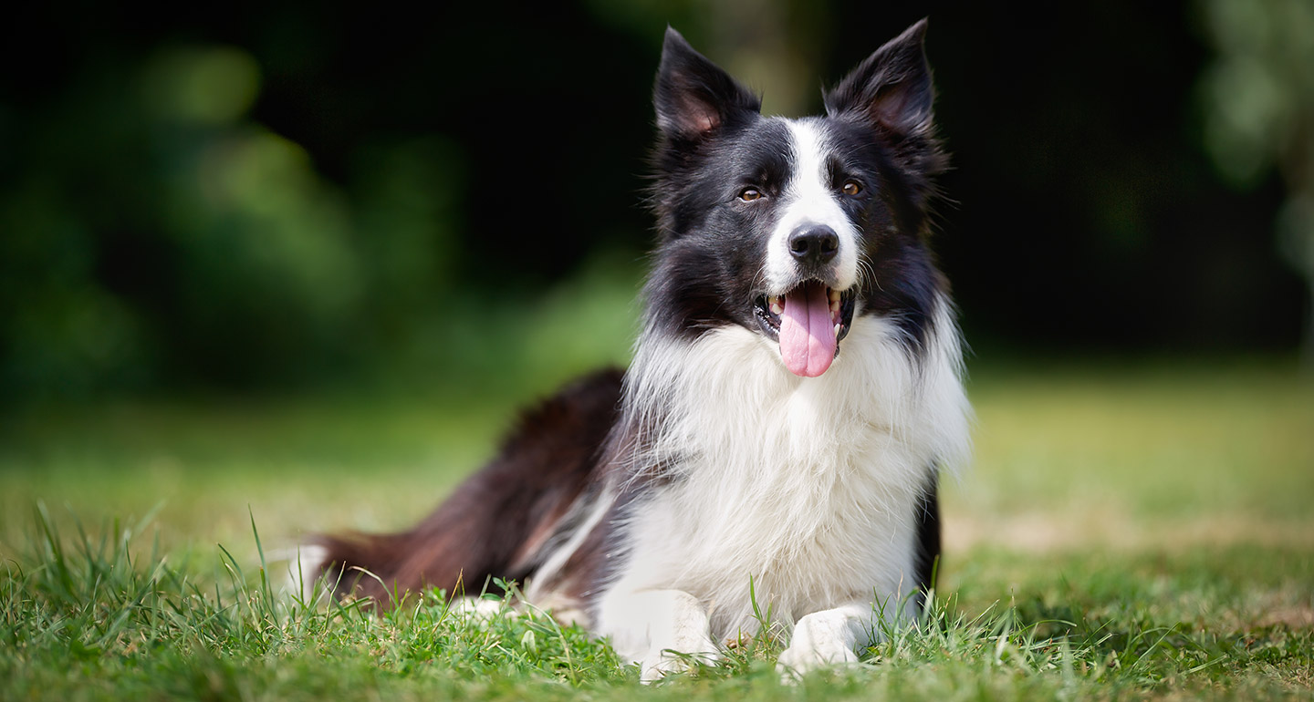 border collie dog