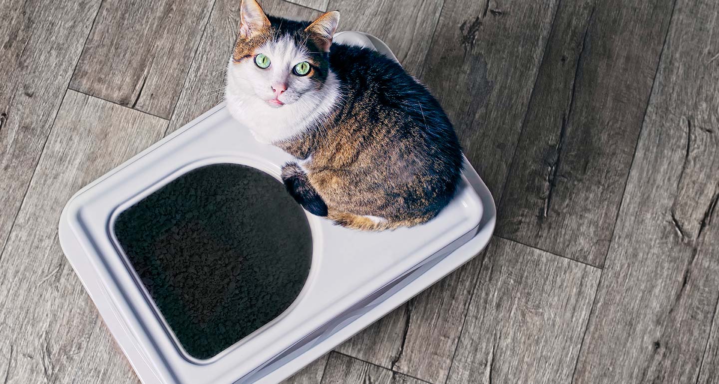 Cat Adoption Checklist