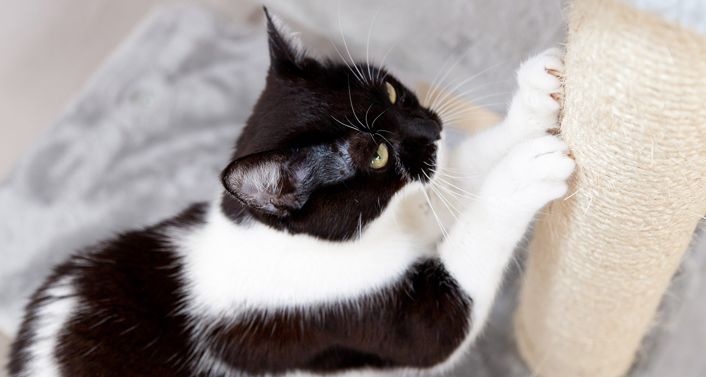Cat Adoption Checklist
