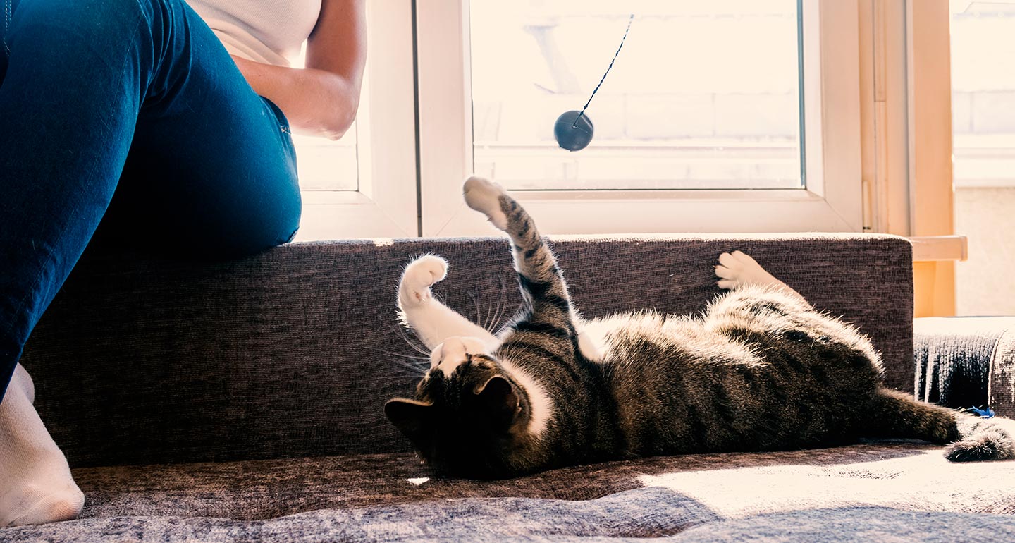 Cat Adoption Checklist