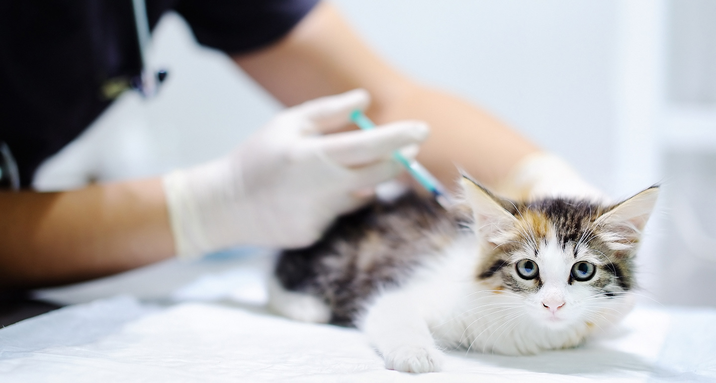 Cat Adoption Checklist