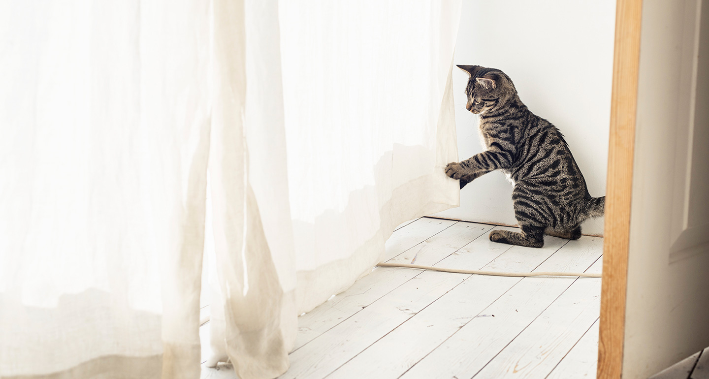 Cat Adoption Checklist
