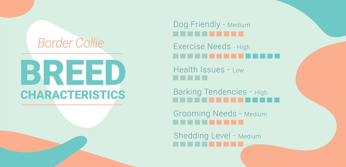 Border Collie Characteristics