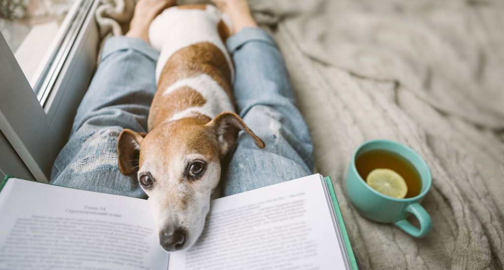 10 Animal Books for Adults to Read While Social Distancing BeChewy