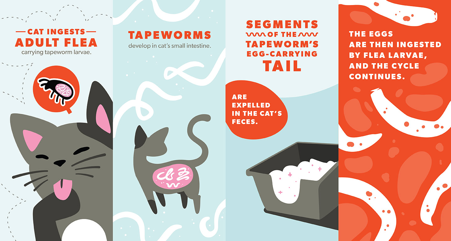 Tapeworms In Cats Causes Symptoms And Treatment