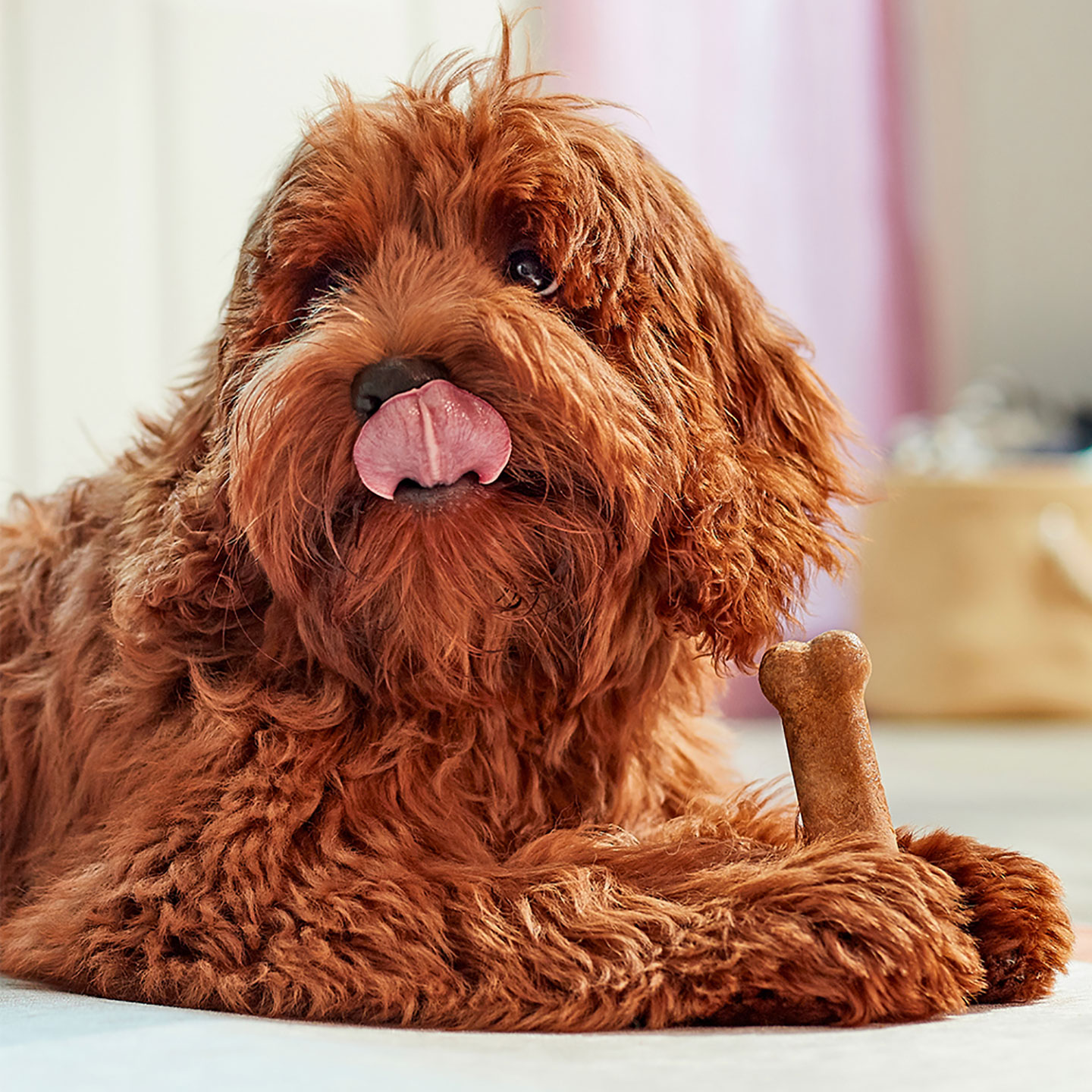 Chewy's Picks: Lisa and Maple's fave Puppy Products