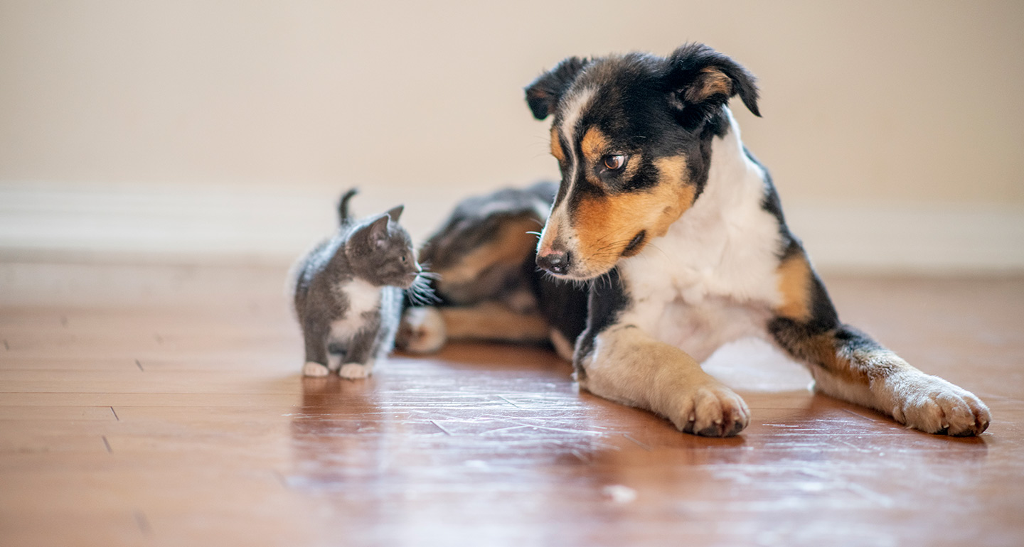 How to Introduce Cats and Dogs A Guide to a Smooth Transition