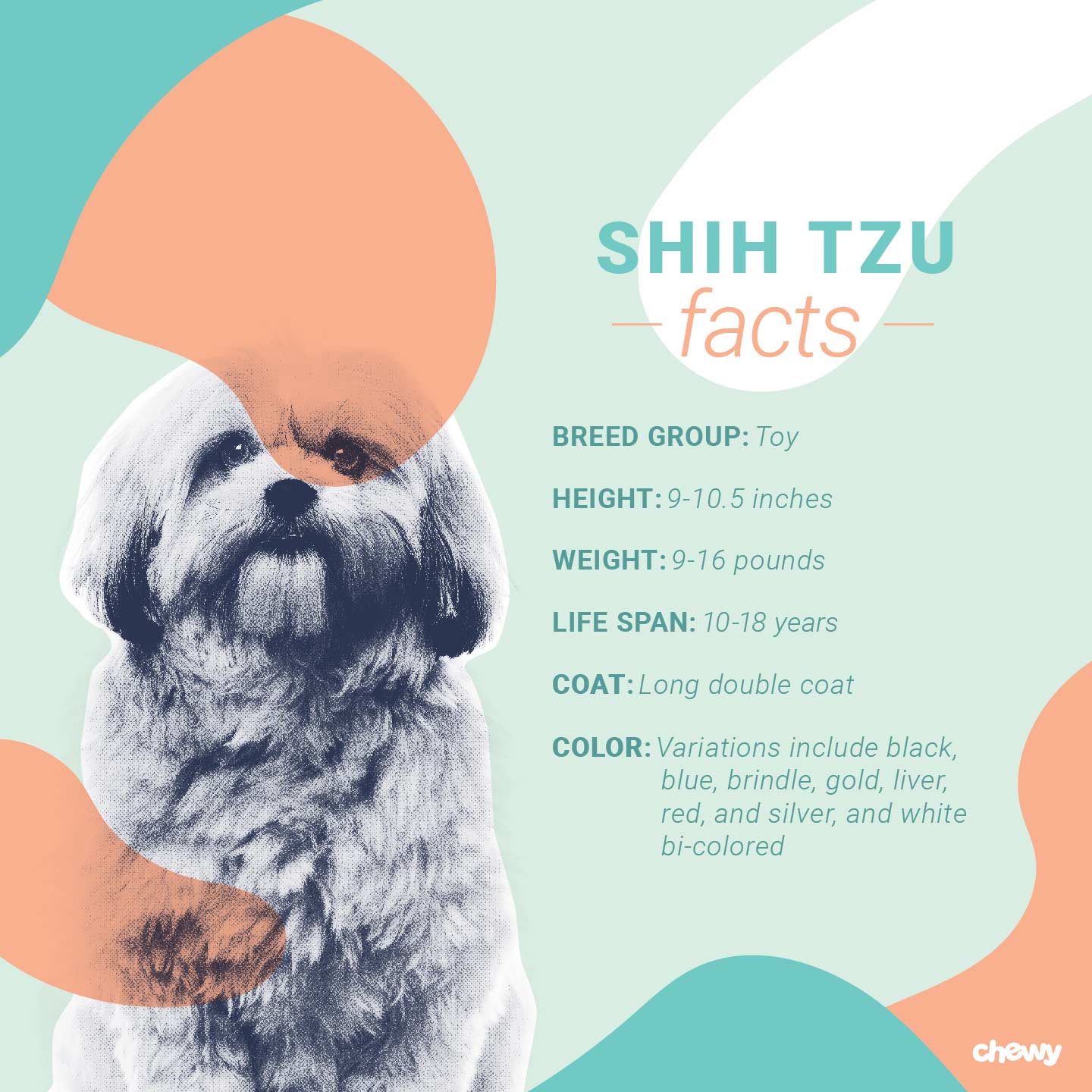 all about shih tzu puppies