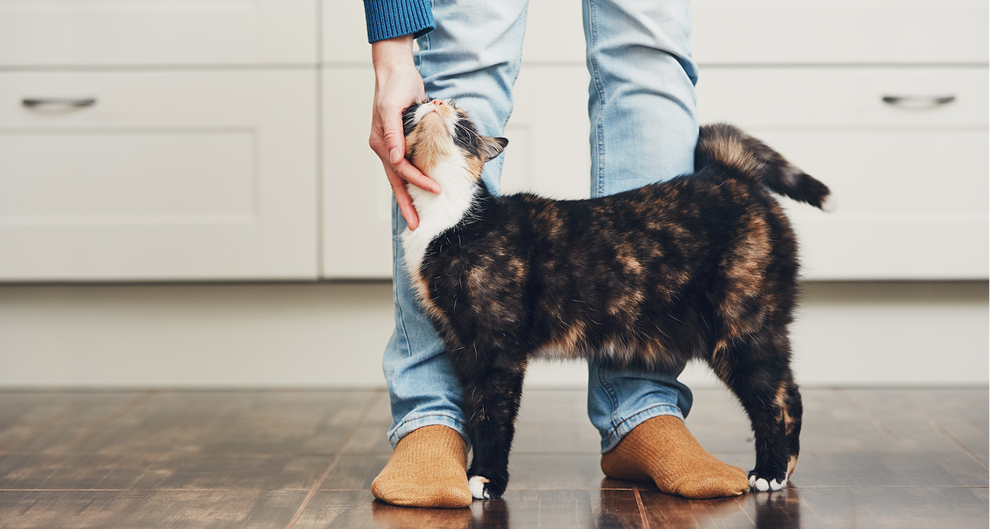 5-fun-things-to-do-with-your-cat