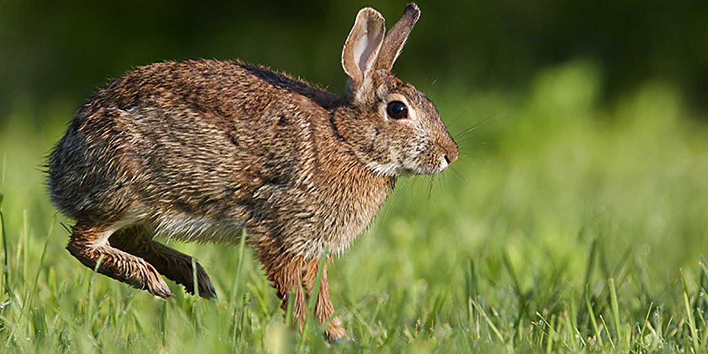 rabbit names
