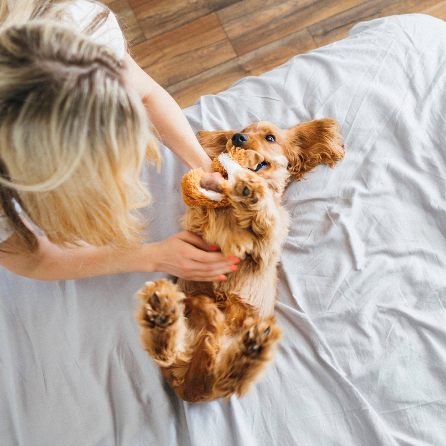 how to train a dog